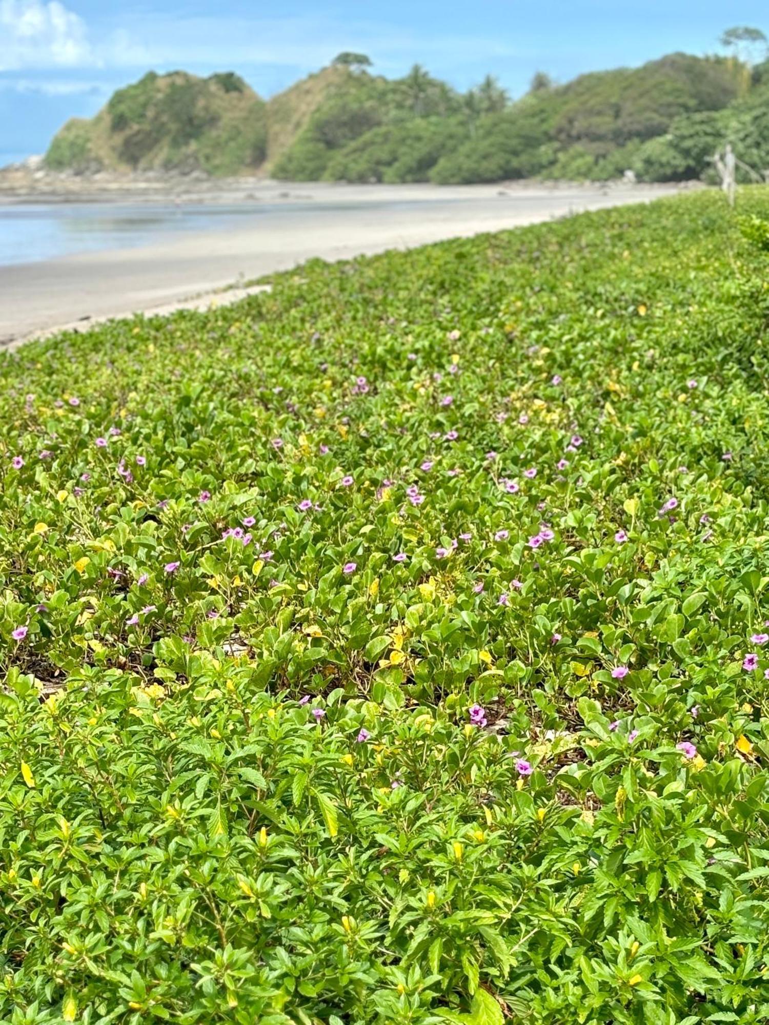 Norte Nosara - Steps To Playa Guiones 外观 照片
